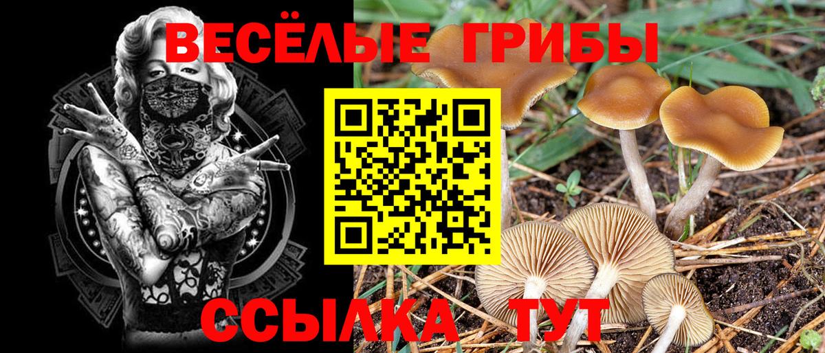 Галлюциногенные грибы Cubensis  Вход с VPN  Малгобек 