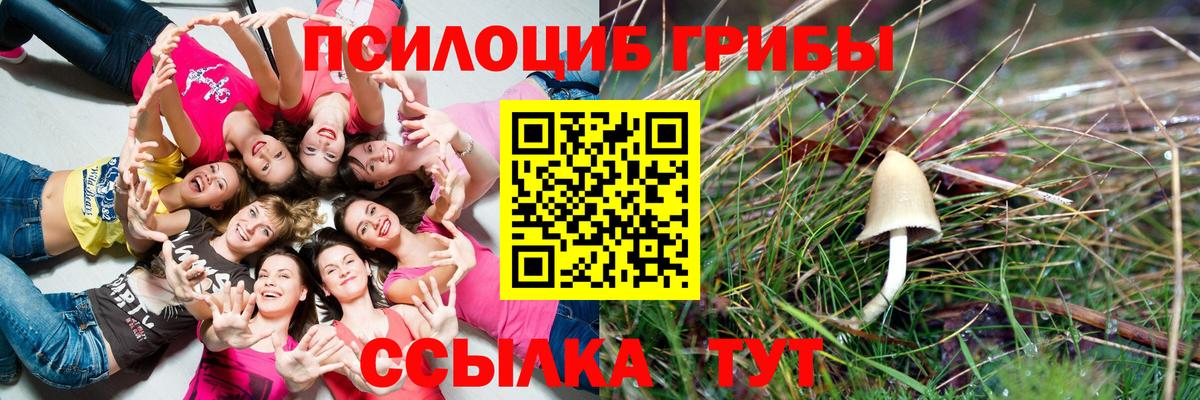 Псилоцибиновые грибы Psilocybe Малгобек